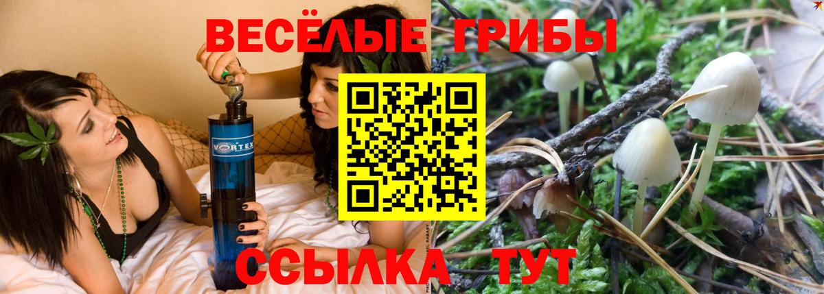 Псилоцибиновые грибы Psilocybe Анапа